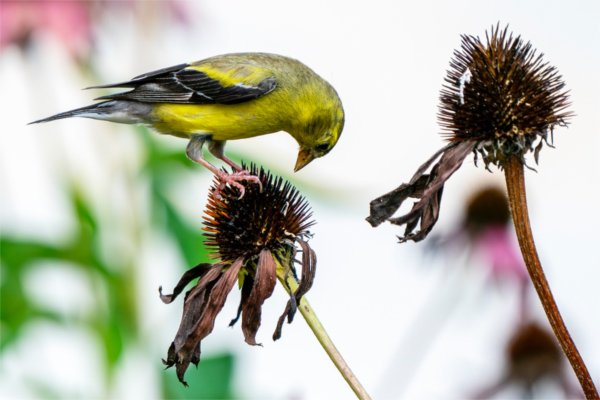 An American goldfinch eats purple coneflower seeds.